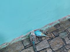 -上海大自然野生昆虫馆(东方明珠·爬宠昆虫探索中心)