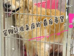 -北京派仕佳德动物医院·超导核磁·CT·神经科·骨科·内外科·急重症管理中心