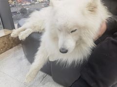 -谐和贝康宠物医院24小时·宠保定点(急重症转诊中心)