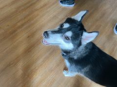 -Husky Go! 哈士奇体验馆·宠物咖啡厅狗咖