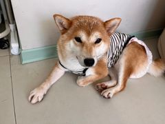 -怪兽屋·羊驼·猫咖·狗咖(俊华广场店)