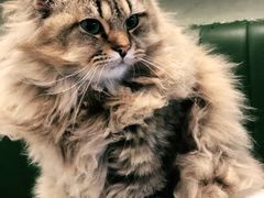 -遇见羊驼·奶狗咖·布偶猫咖·法斗柯基柴犬阿拉斯加(春熙路太古里IFS店)