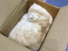 -喵的天空名猫咖啡馆·撸猫·猫舍·用品