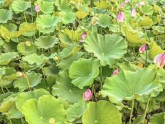 -莲花池公园