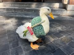 -小吊梨汤·北京菜·烤鸭(白石桥南店)