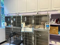 -艾吉宠物医院·疑难杂症转诊中心·猫友好(碧江路院)
