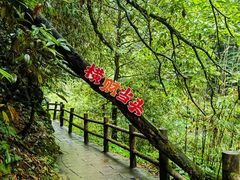 -西岭雪山大飞水景区