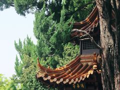 -嘉定紫藤园