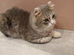 -猫儿山۰猫主题餐厅