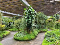 -深圳仙湖植物园-停车场