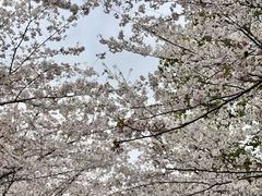 -高东镇樱花园