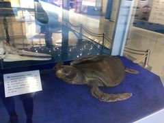 -上海海洋大学鱼文化博物馆(军工路校区)