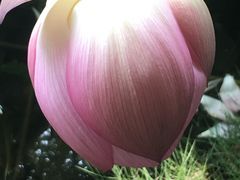 -陈家山荷花公园