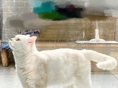 -艾贝尔宠物医院·24H转诊中心·肿瘤猫专科(江宁双龙店)