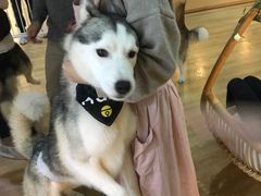 -Husky Go! 哈士奇体验馆·宠物咖啡厅狗咖