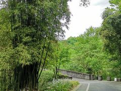 -都江堰中华大熊猫苑