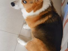 -宠福鑫康馨动物医院·骨科·眼科
