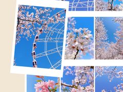 -顾村公园