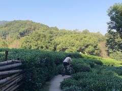 -西湖风景区十里琅珰-五云山