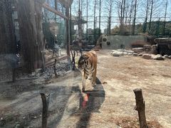 -上海野生动物园老虎餐厅