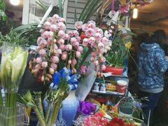 -曲阳花鸟市场(曲阳路店)