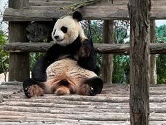 -西霞口神雕山野生动物世界