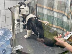 -唐小姐の猫狗洗护·购宠旗舰店(周浦万达店)
