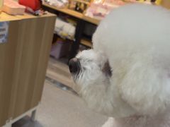 -BABIT巴比特宠物(MOMOPARK店)