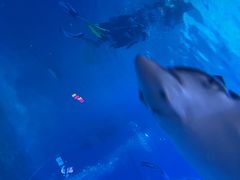 -烟台海昌鲸鲨海洋公园