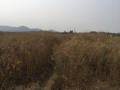 -光明小镇欢乐田园