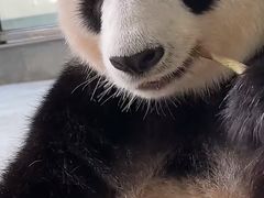 -栾川竹海野生动物园