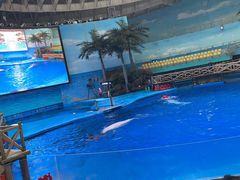 -海合安成都极地海洋公园