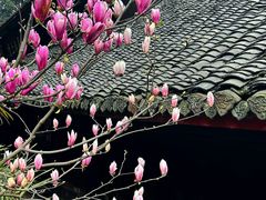 -峨眉山报国寺