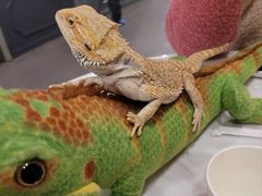 -FAIRYLAND龙族星球主题餐厅(凯丹广场店)