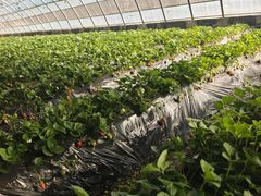 -南和农业嘉年华