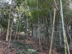 -上海佘山国家森林公园天马山园