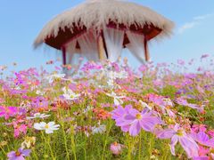 -径山花海