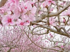 -中国天府农业博览园