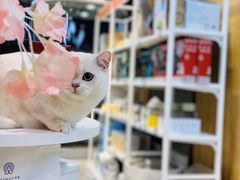 -东方名猫馆·英短金渐层布偶猫舍(环线广场1号楼店)