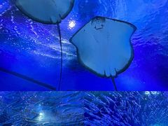 -海合安武汉极地海洋公园