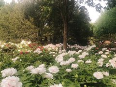 -莲花池公园