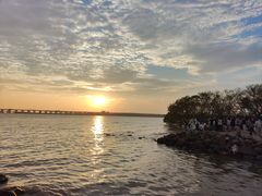 -宝安西湾红树林湿地公园