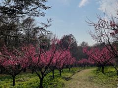 -上海海湾国家森林公园