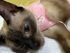 -中农大我爱我爱动物医院·核磁CT·猫病·24小时夜诊中心(石佛营店)