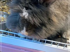 -猫猫幼稚园·撸猫·桌游·电玩