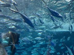 -上海海洋水族馆