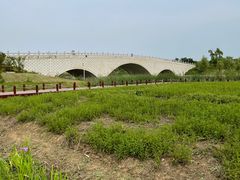 -西京湾花海