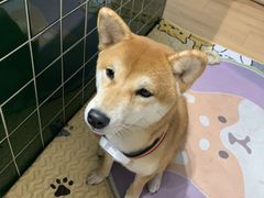 -是阿柴呀！柴犬咖啡·爱喵喵猫咖