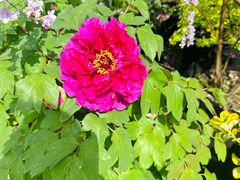 -龙大花卉苗木市场