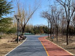 -大兴滨河森林公园